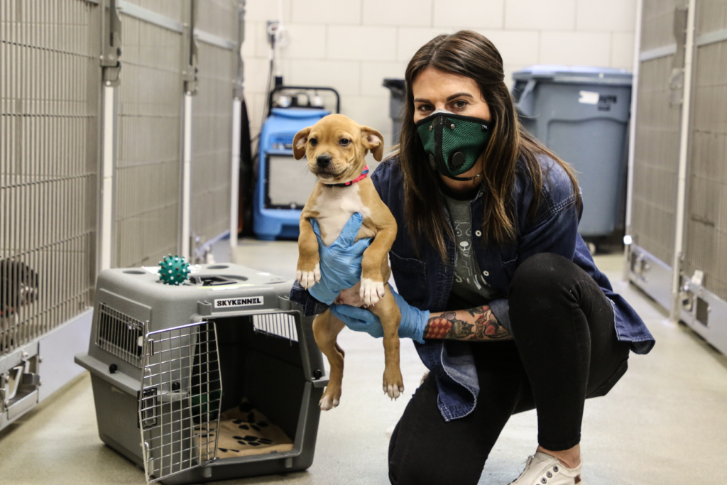 Pandemic Pet Relief: From Crisis to Community Action 