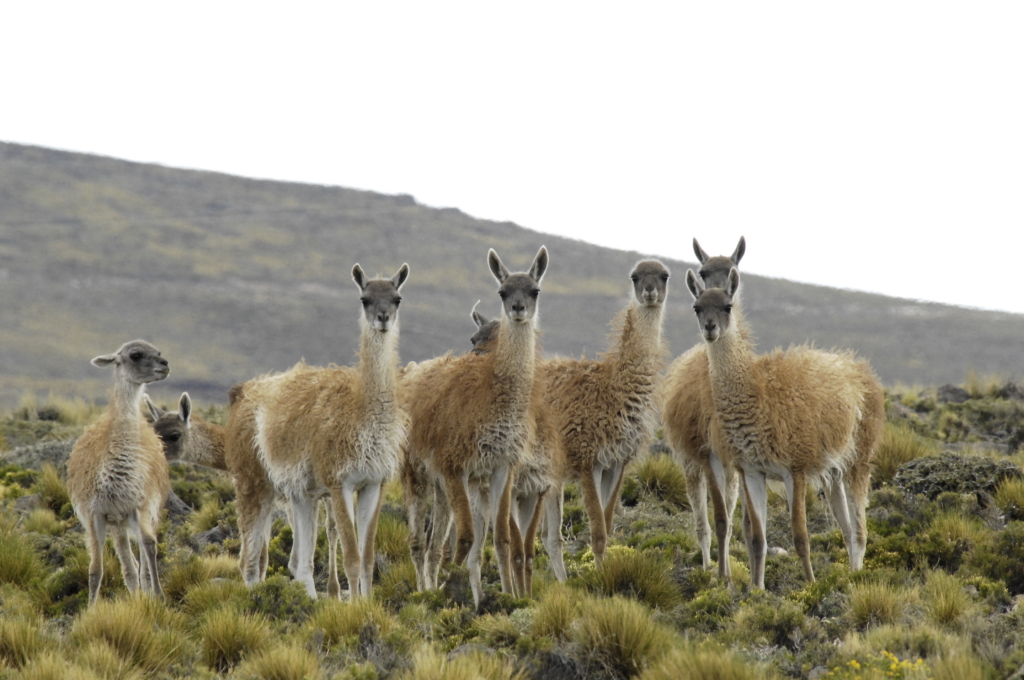 Protecting Land and Vital Species in Argentina 