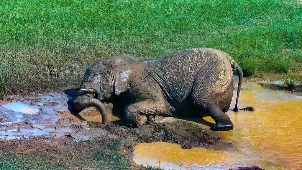 Providing Sanctuary for Rescued Elephants