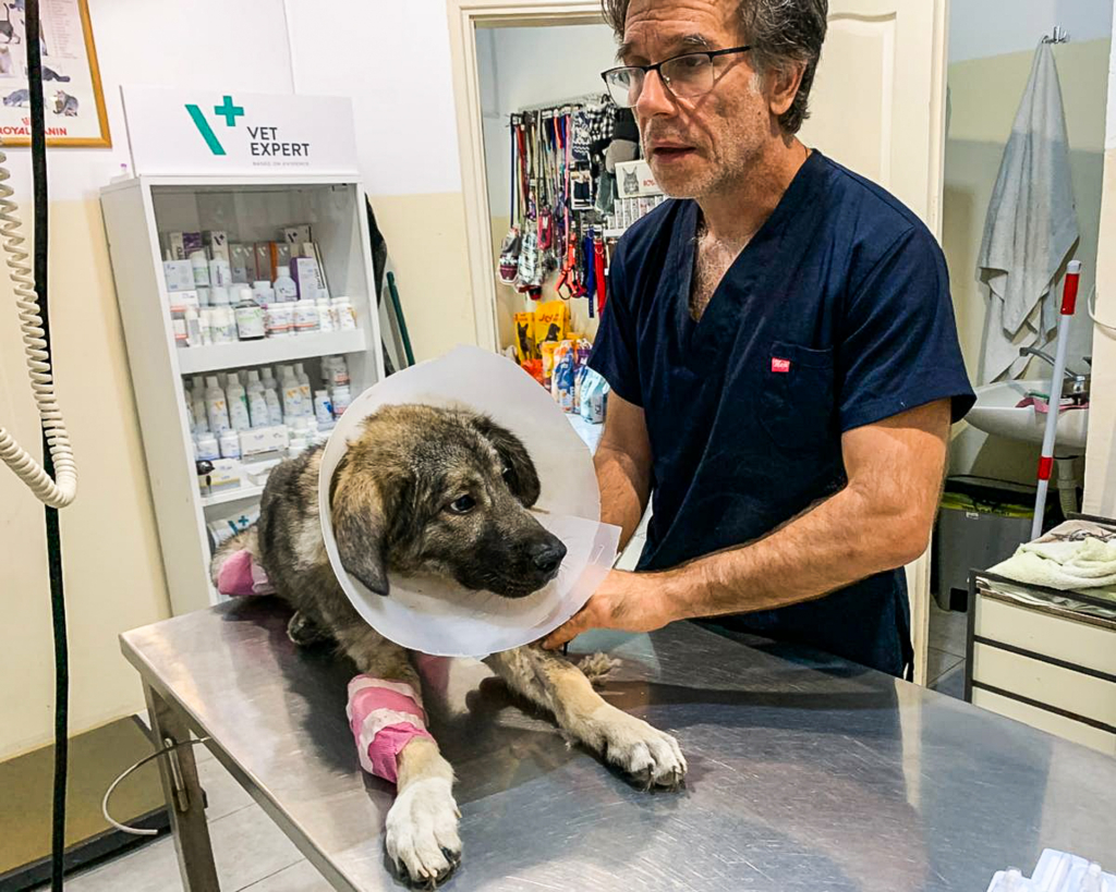 Helping Animals Through Emergencies