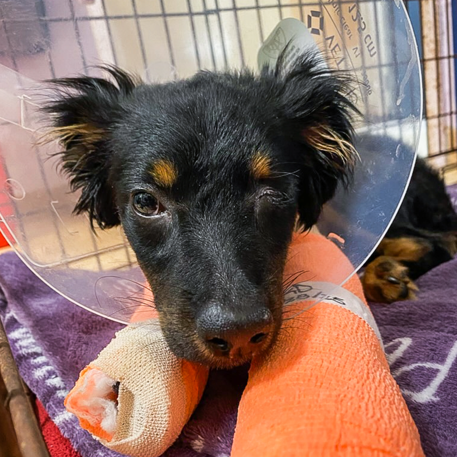 Emergency Animal Medical support