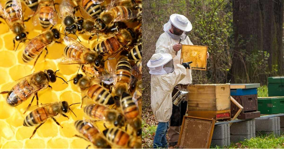 Saving Pollinators, Protecting Livelihoods 