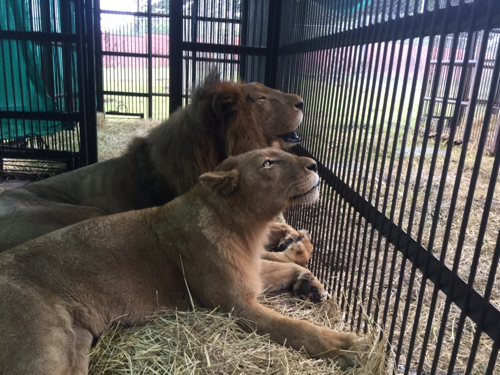 Flying Circus Lions to Freedom