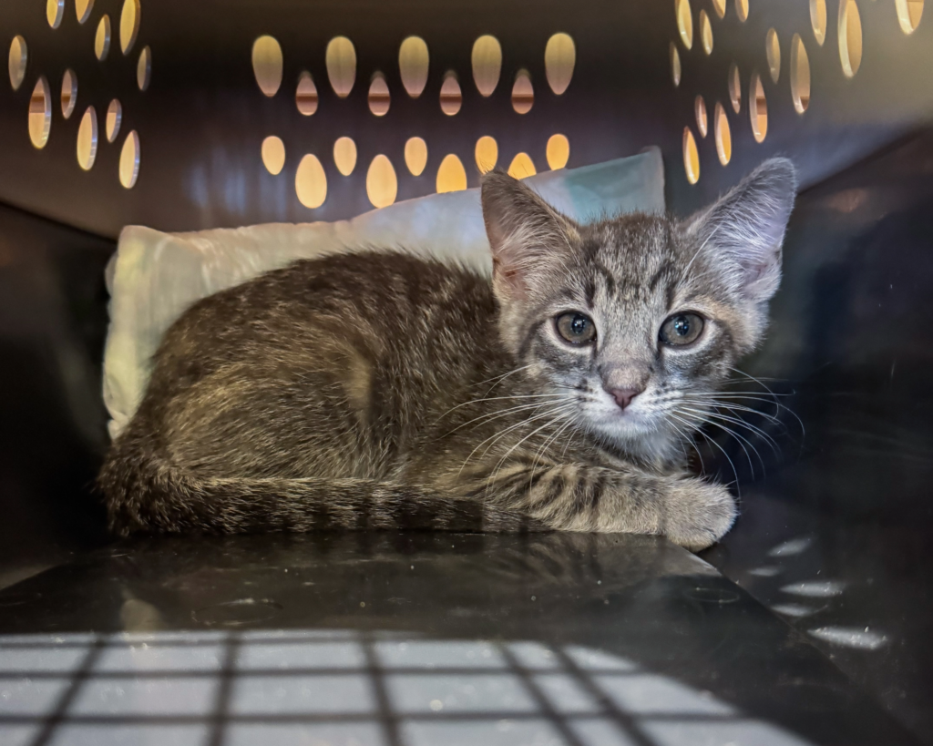 Gertrudis, the cat behind our 80,000th surgery.
